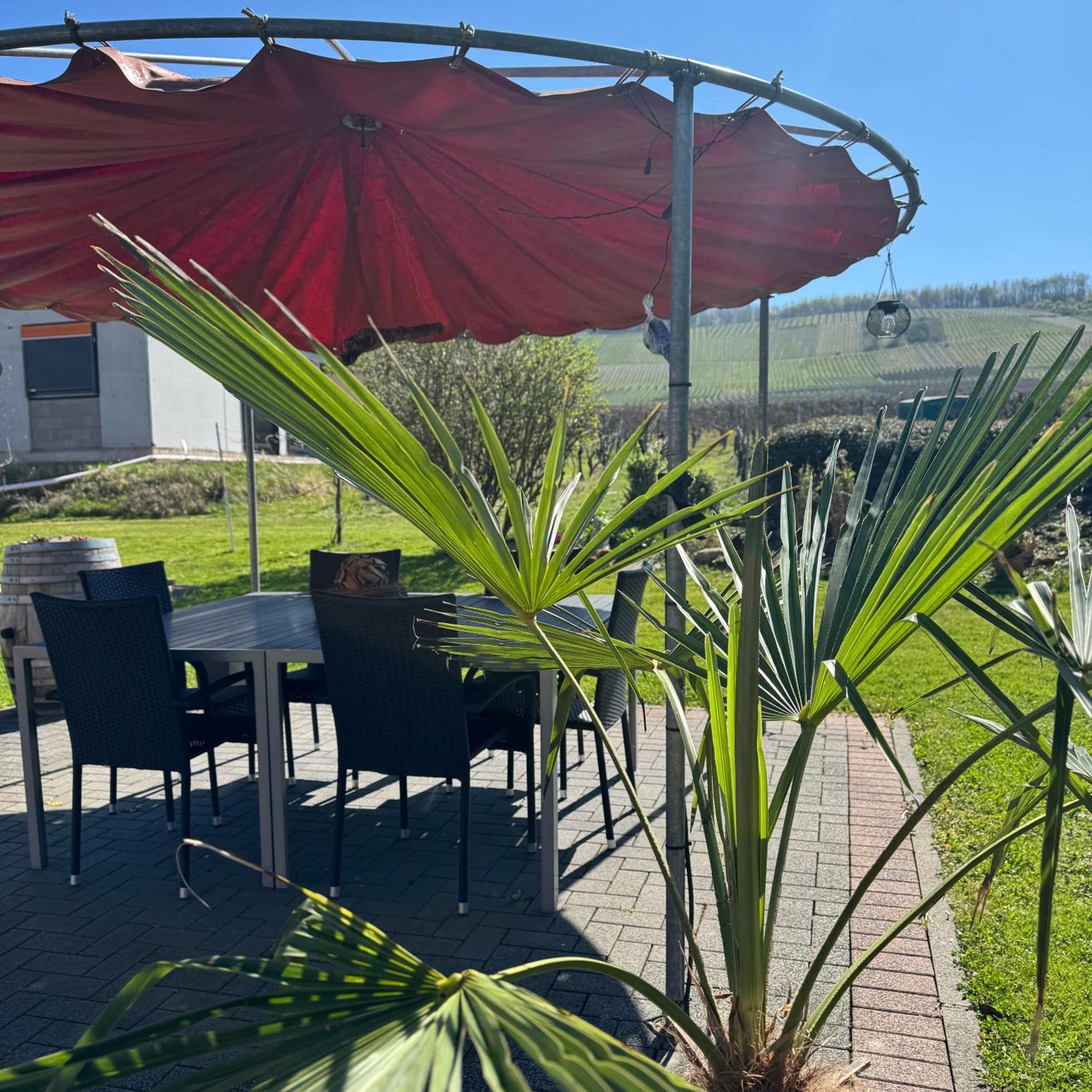 Weingut Tiliahof Bed & Breakfast Brauneberg Exterior photo